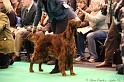 Crufts2011_2 032